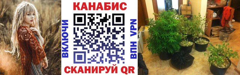 Каннабис MAZAR  Афипский 